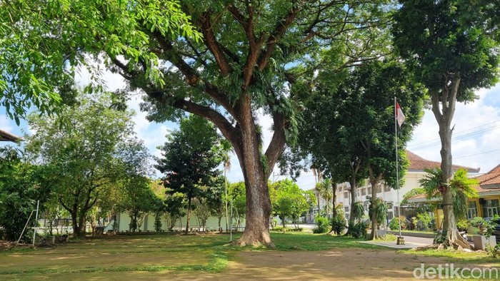 Viral Murid SMSR Jogja Pasang Poster Tolak Penebangan Pohon di Sekolah