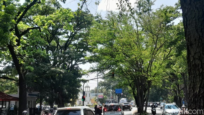 Pengendara Keluhkan Lampu Lalin di Bandung yang Tertutup Dahan Pohon
