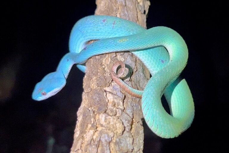 ular pit viper Indonesia