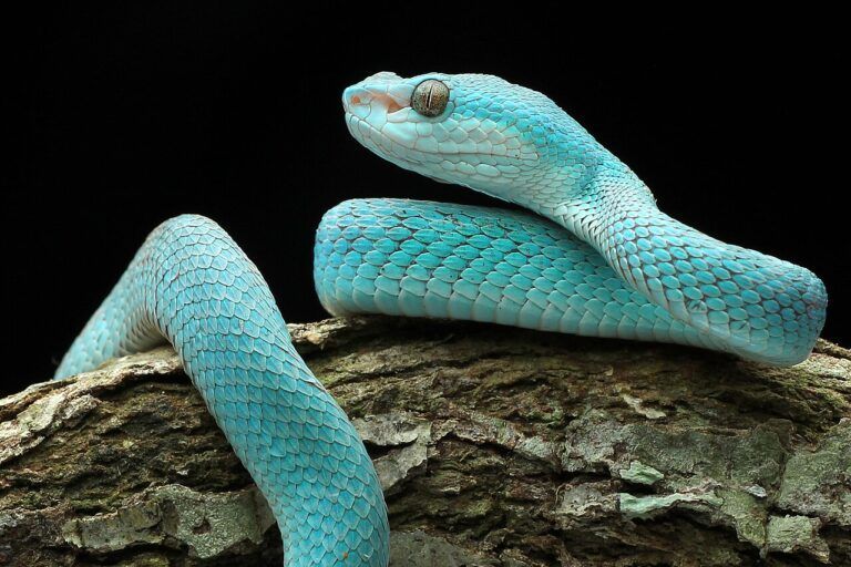 ular pit viper Indonesia