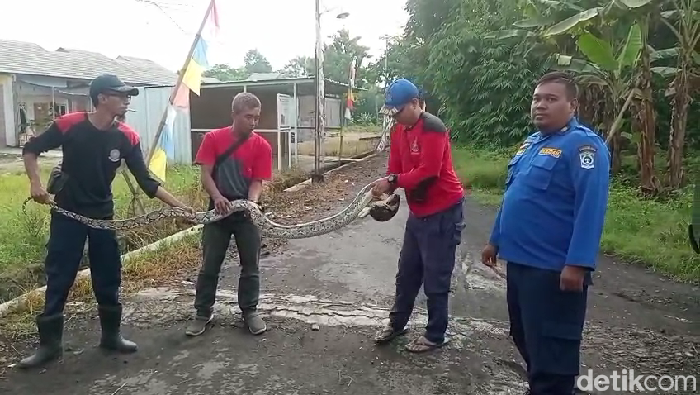 Dramatis Evakuasi Piton di Lumajang hingga Tangan Petugas Dililit Ular