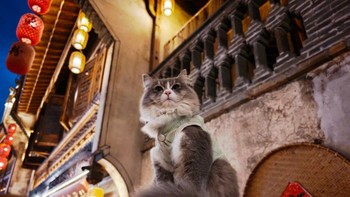 Potret kucing di kawasan wisata malam menunjukkan detail halus dan noise rendah, dengan pencahayaan lampion yang tetap seimbang. Foto: Xiaomi