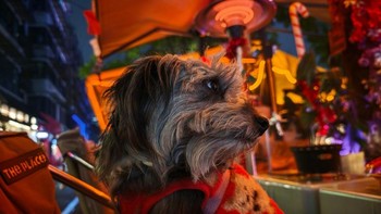 Foto anjing di area kafe malam hari menampilkan warna hangat yang natural serta detail bulu yang tetap terjaga dalam pencahayaan minim. Foto: Xiaomi