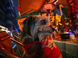 Ini Sampel Kamera Xiaomi 17 Ultra Rilis 25 Desember, Bagus Tidak?