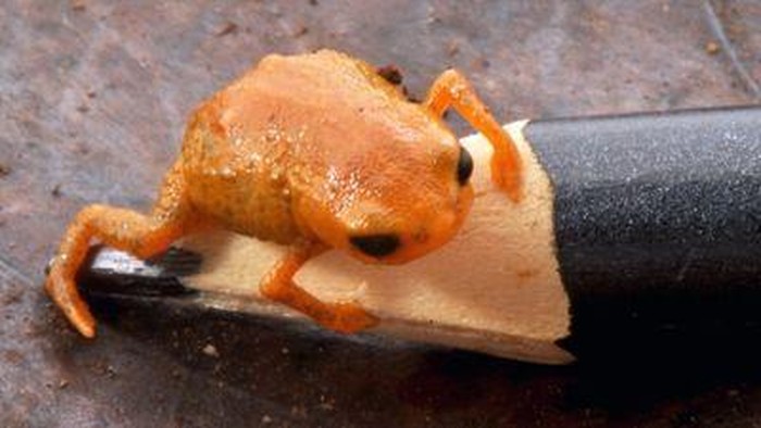 Brachycephalus lulai, katak mini baru dari Brasil