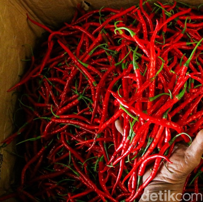 Cabai Merah Aceh Masuk Pasar Induk Kramat Jati, Dukung Ekonomi Petani Pascabencana