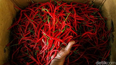 Cabai Merah Aceh Masuk Pasar Induk Kramat Jati, Dukung Ekonomi Petani Pascabencana