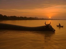 Cerita Warga Mahakam Soal Ular Lembu: Perahu Ditarik-Arus Jadi Berat
