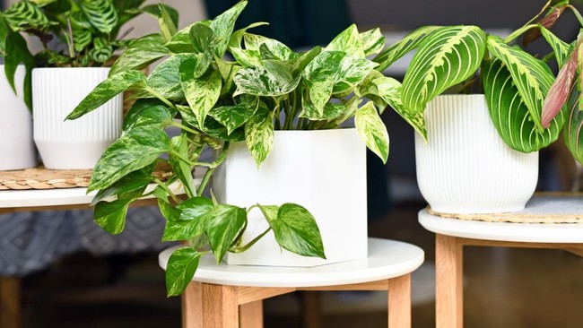 5 Rekomendasi Tanaman Hias Trendi buat 2026, Bikin Rumah Makin Estetik!