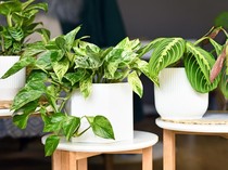 5 Rekomendasi Tanaman Hias Trendi buat 2026, Bikin Rumah Makin Estetik!