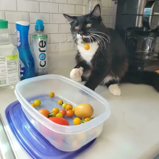 Maling! Momen Hewan Licik Pencuri Makanan Tertangkap Kamera