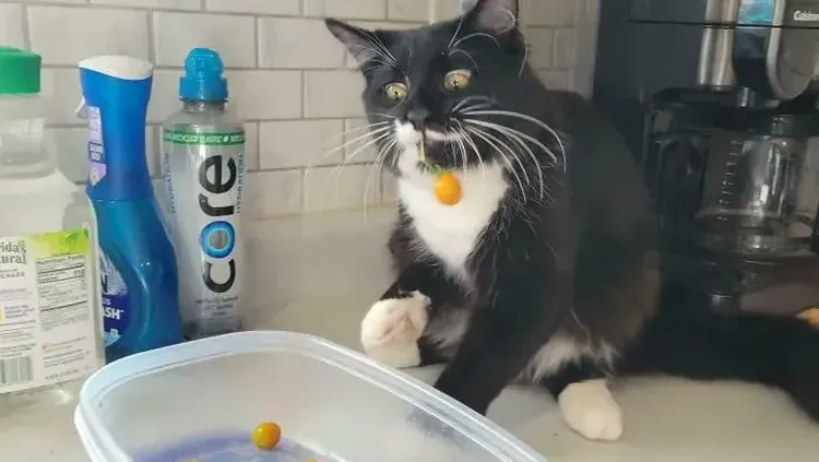 Maling! Momen Hewan Licik Pencuri Makanan Tertangkap Kamera