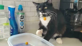 Maling! Momen Hewan Licik Pencuri Makanan Tertangkap Kamera