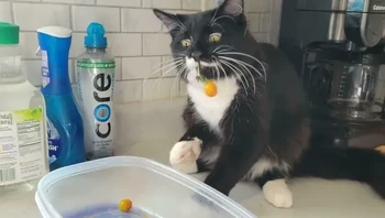 Namanya Felix. Felix mencuri tomat netizen yang satu ini. Foto: FloofingWithFloofers via Bored Panda