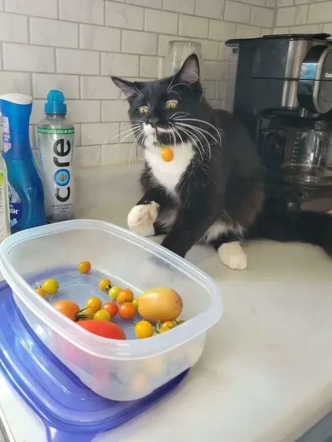 Maling! Momen Hewan Licik Pencuri Makanan Tertangkap Kamera