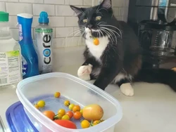 Maling! Momen Hewan Licik Pencuri Makanan Tertangkap Kamera