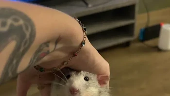 Bro mencoba mencuri macaron. Foto: GooseAppropriate1430 via Bored Panda