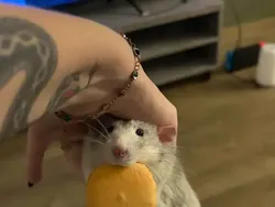 Maling! Momen Hewan Licik Pencuri Makanan Tertangkap Kamera