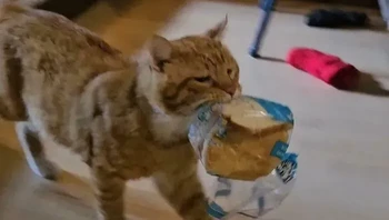 Dengan elegan membawa sebungkus roti tawar. Foto: Cammanjam via Bored Panda