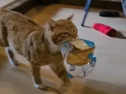 Maling! Momen Hewan Licik Pencuri Makanan Tertangkap Kamera