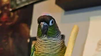 Yo, kentang gorengku diambil. Foto: Different-Horror-796 via Bored Panda