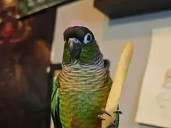 Maling! Momen Hewan Licik Pencuri Makanan Tertangkap Kamera