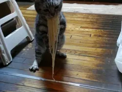 Maling! Momen Hewan Licik Pencuri Makanan Tertangkap Kamera