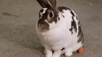 Mencoba menutupi wortel curiannya. Bisa menemukan di mana wortel tersebut disembunyikan? Foto: via Bored Panda