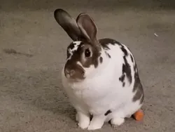 Maling! Momen Hewan Licik Pencuri Makanan Tertangkap Kamera