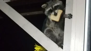 Sudah excited banget, berpikir rotinya dimakan burung. Tahunya... rakun yang mengambilnya. Foto: via Bored Panda