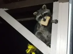 Maling! Momen Hewan Licik Pencuri Makanan Tertangkap Kamera