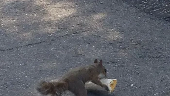 Tupai mencuri burrito netizen dan nampak lucu. Orangnya nggak marah. Foto: trentarant via Bored Panda