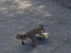 Maling! Momen Hewan Licik Pencuri Makanan Tertangkap Kamera