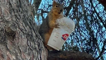 Ini dapatnya dari mana? Bawanya juga bagaimana bisa ke atas pohon situ? Foto: Yhessin via Bored Panda