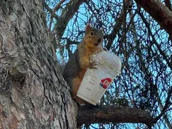 Maling! Momen Hewan Licik Pencuri Makanan Tertangkap Kamera