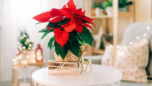 Tanaman untuk dekorasi Natal.