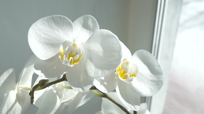 Tanaman untuk dekorasi Natal.