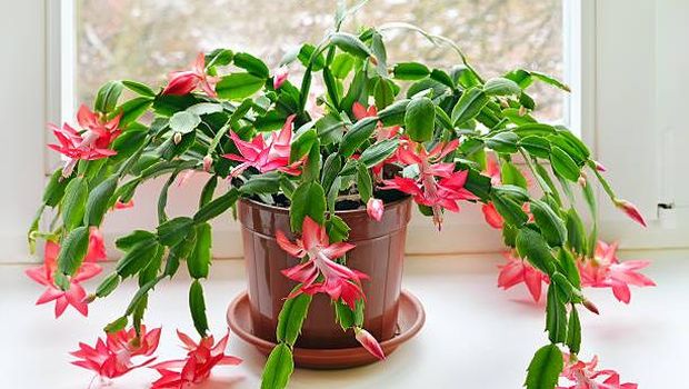 Tanaman untuk dekorasi Natal.