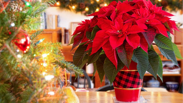 5 Tanaman Hias yang Cocok untuk Dekorasi Natal, Selain Cemara