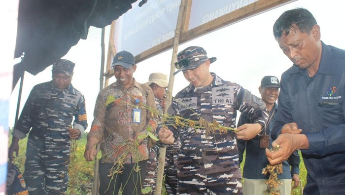 TNI AL Banyuwangi Panen Hampir 4 Ton Kedelai Garuda Merah Putih