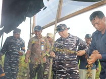 TNI AL Banyuwangi Panen Hampir 4 Ton Kedelai Garuda Merah Putih