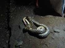 Ular Piton 5 Meter Mangsa Ayam-Nyaris Masuk Rumah Warga di Lamuru Bone