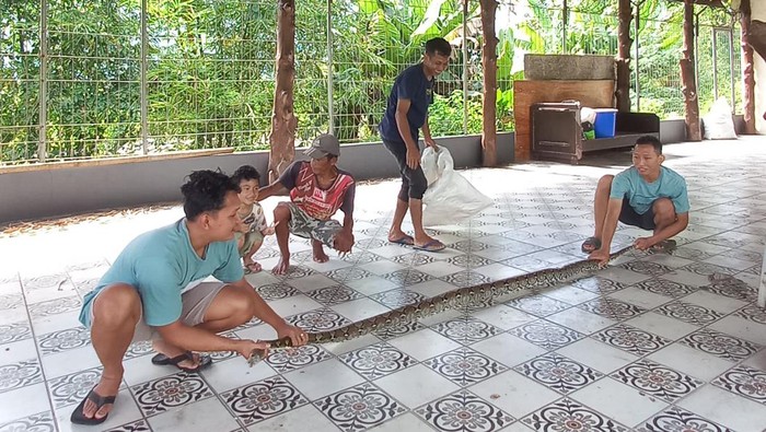 Sanca 2,5 Meter Ngumpet di Plafon Usai Mangsa 2 Ayam di Banyumas