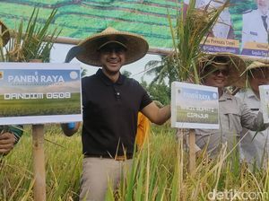 Siasat Mencegah Alih Fungsi Lahan Pertanian di Cianjur