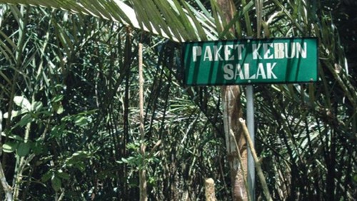 Agrowisata Abian Salak di Sibetan, Karangasem.