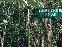 Rekomendasi Empat Agrowisata di Bali