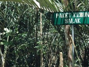 Rekomendasi Empat Agrowisata di Bali