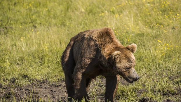 Beruang grizzly di Finlandia