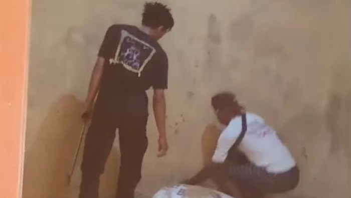 Hii Kobra Jawa 1 Meter Bersarang di Gudang Gabah Milik Warga Klaten