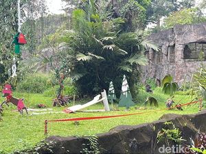 Ragunan Gelar Feeding Gorila di Momen Libur Natal dan Tahun Baru